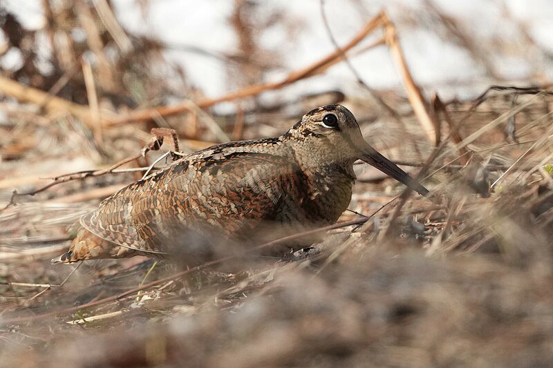 Sandpiper