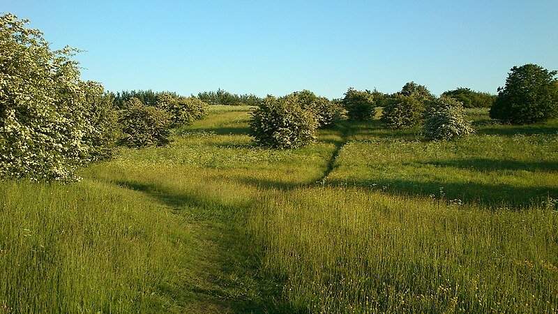 Grøn Koncert Vestereng